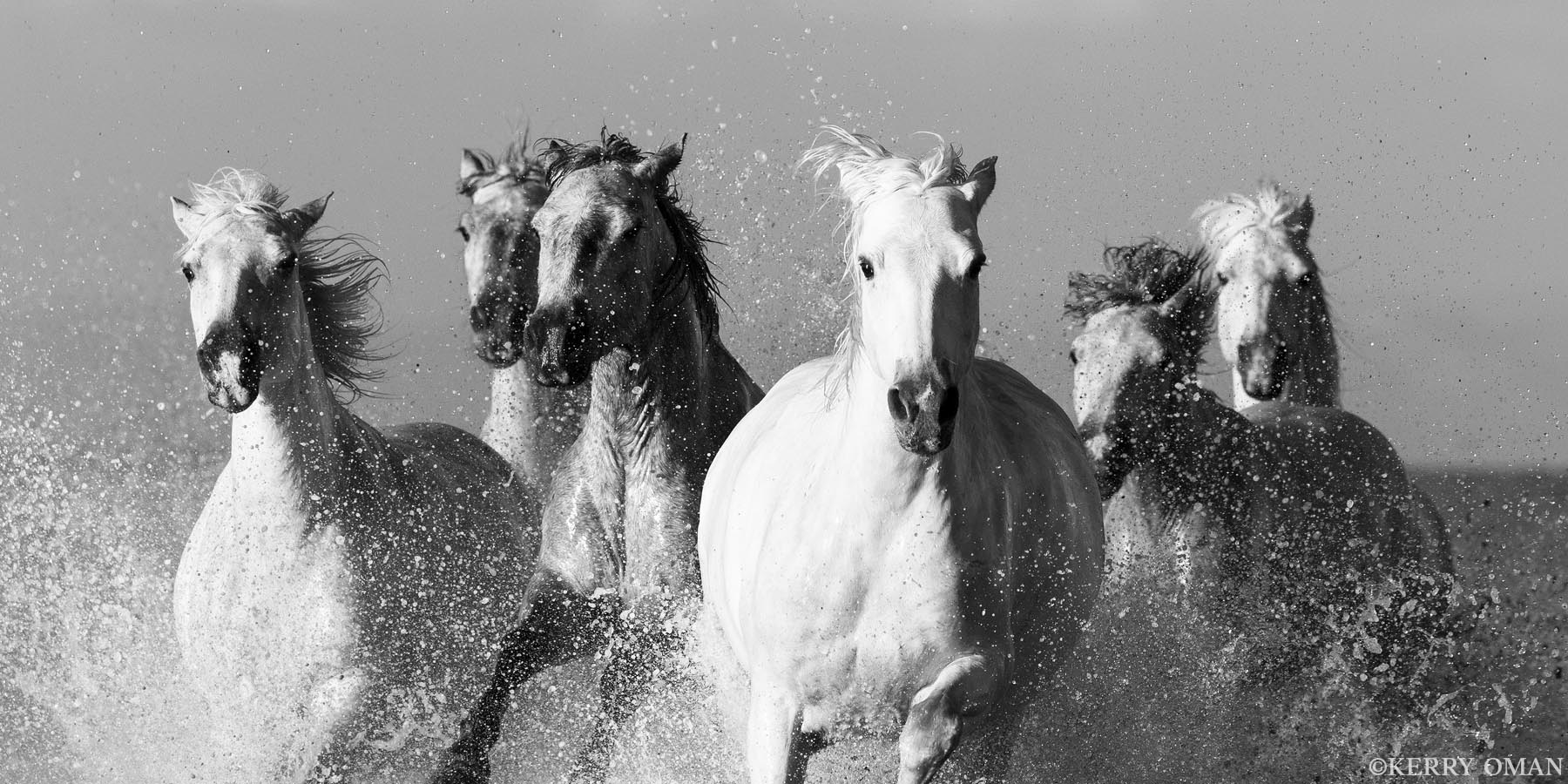 Frontline Surge A powerful formation of Camargue wild horses charges through the shallows, water rising in a curtain around them. Captured head...