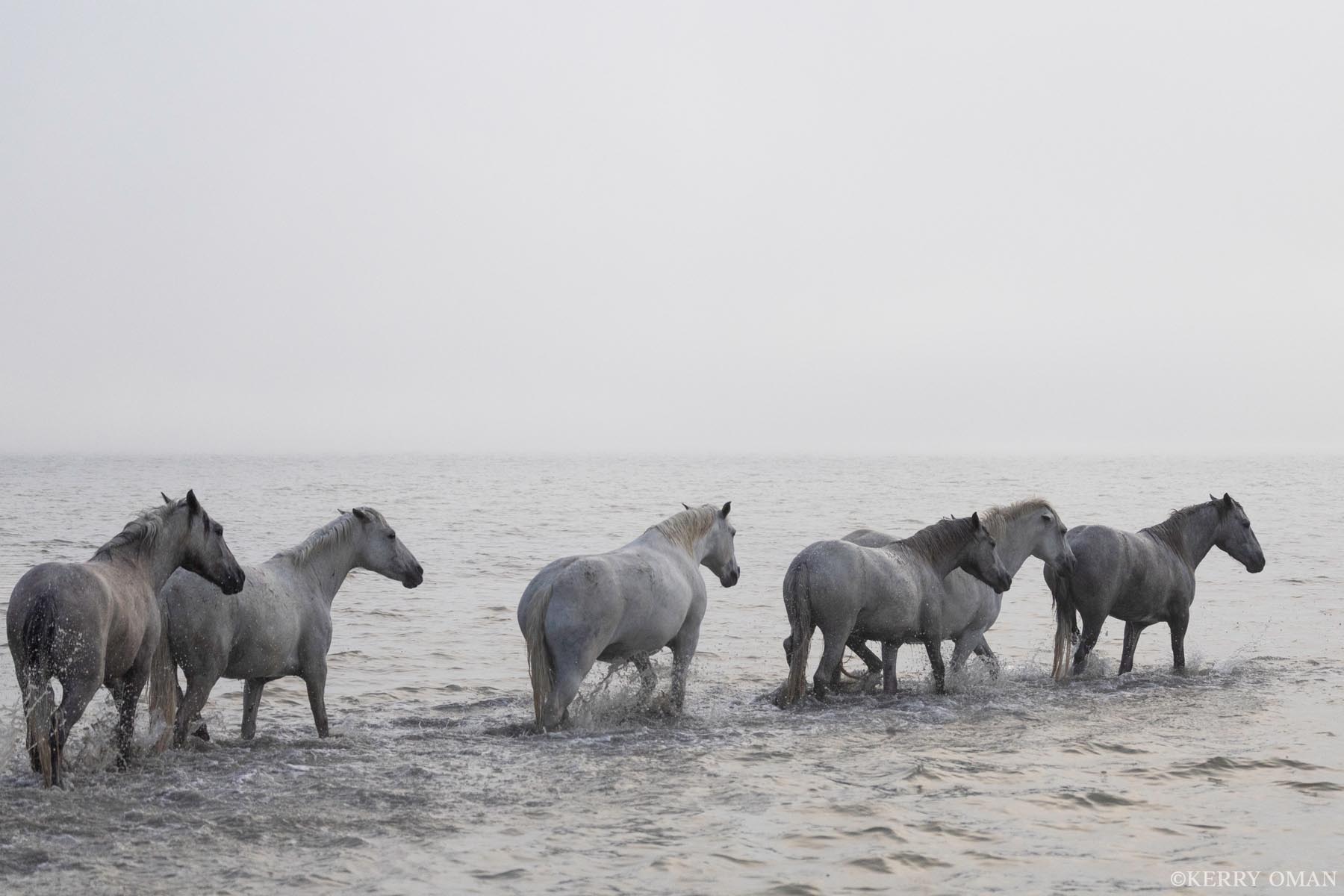 Where the Water Leads A line of Camargue wild horses moves steadily into the stillness, hooves stirring the sea as fog blurs the horizon. The pale...