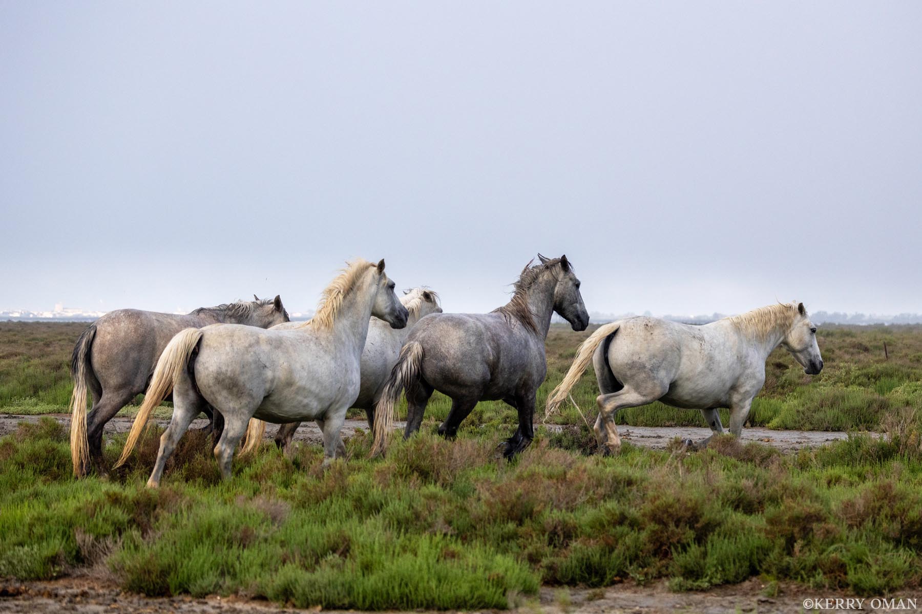 Across the Green Plain In a rare moment of softness beneath a heavy sky, a group of wild Camargue horses moves across a stretch of green marshland...