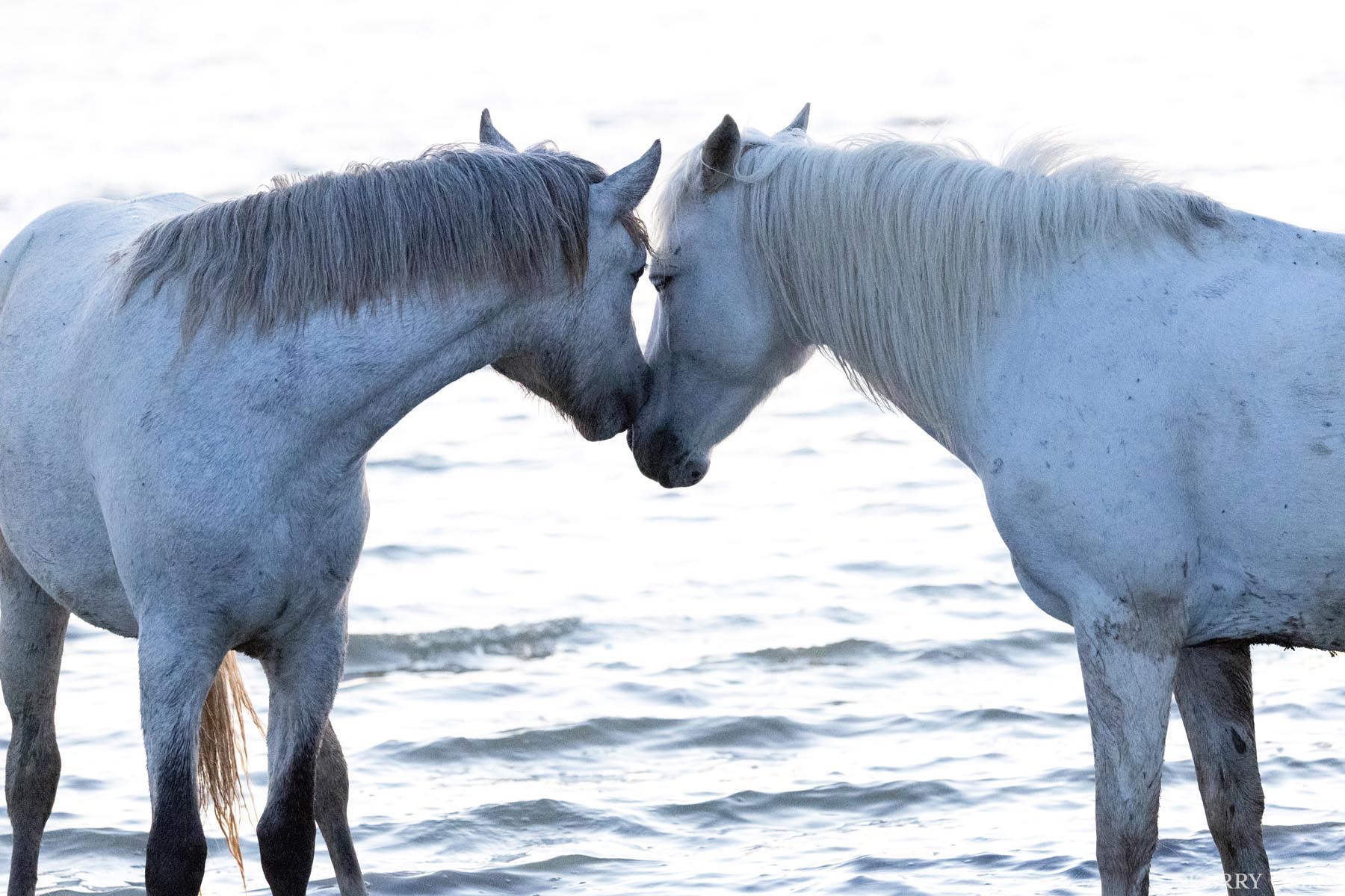 Quiet Affection With foreheads pressed and eyes softly closed, two Camargue wild horses share a tender pause in the shallows. The light of early...