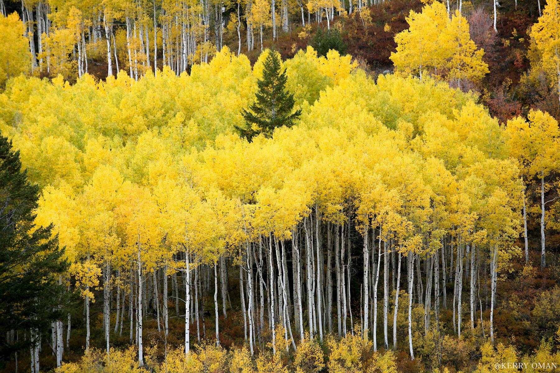 Among the Aspens A dense stand of aspens glows in peak autumn color along the slopes of Hobble Creek Canyon. The bright canopy stretches like...
