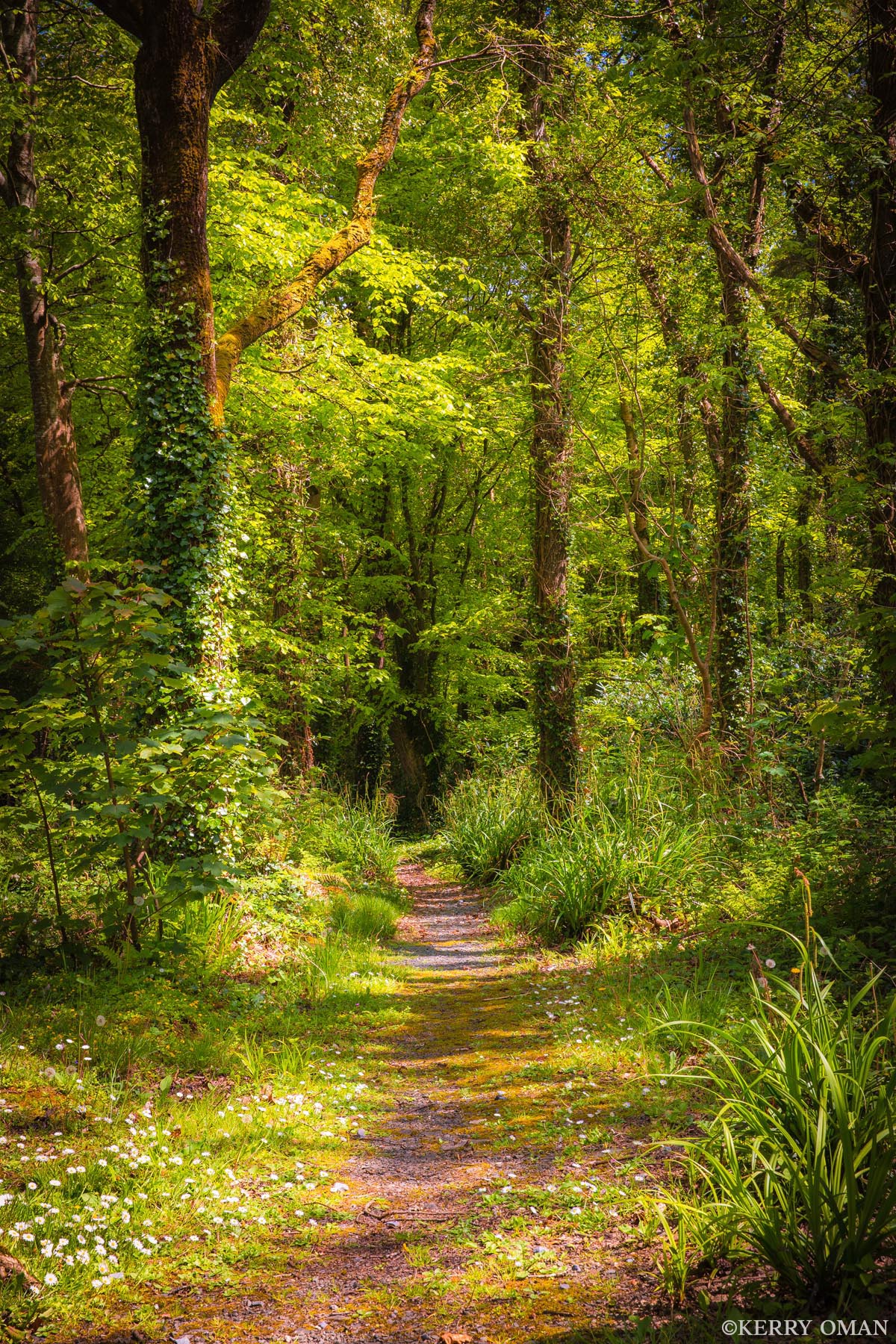 Where the Forest Opens Dappled sunlight spills across a quiet woodland path in the Irish countryside, where wildflowers bloom low and ivy winds through...