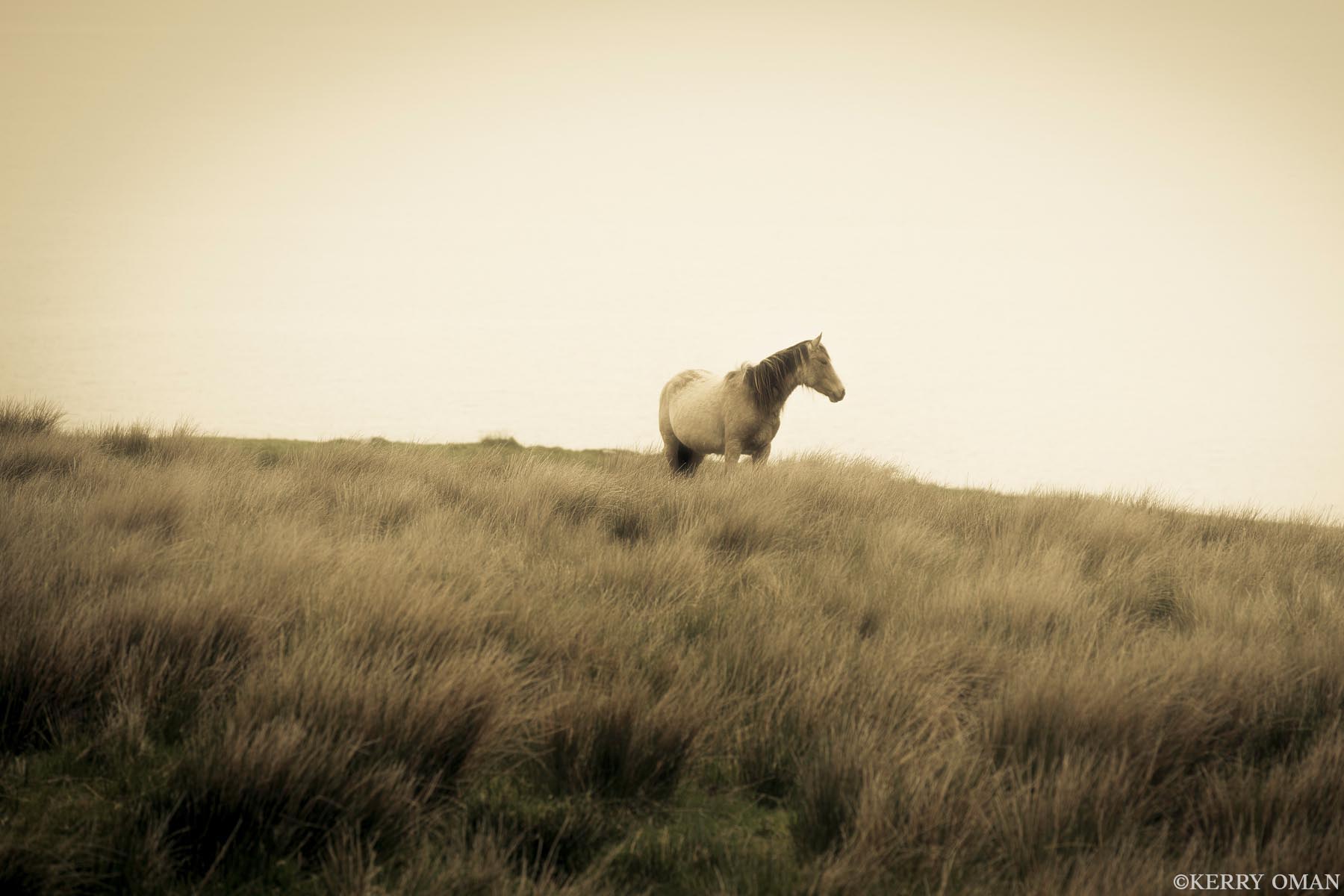 Edge of the Irish Sea A lone horse stands in windswept grass overlooking the sea, the horizon softened by mist and light. Photographed along the coast...