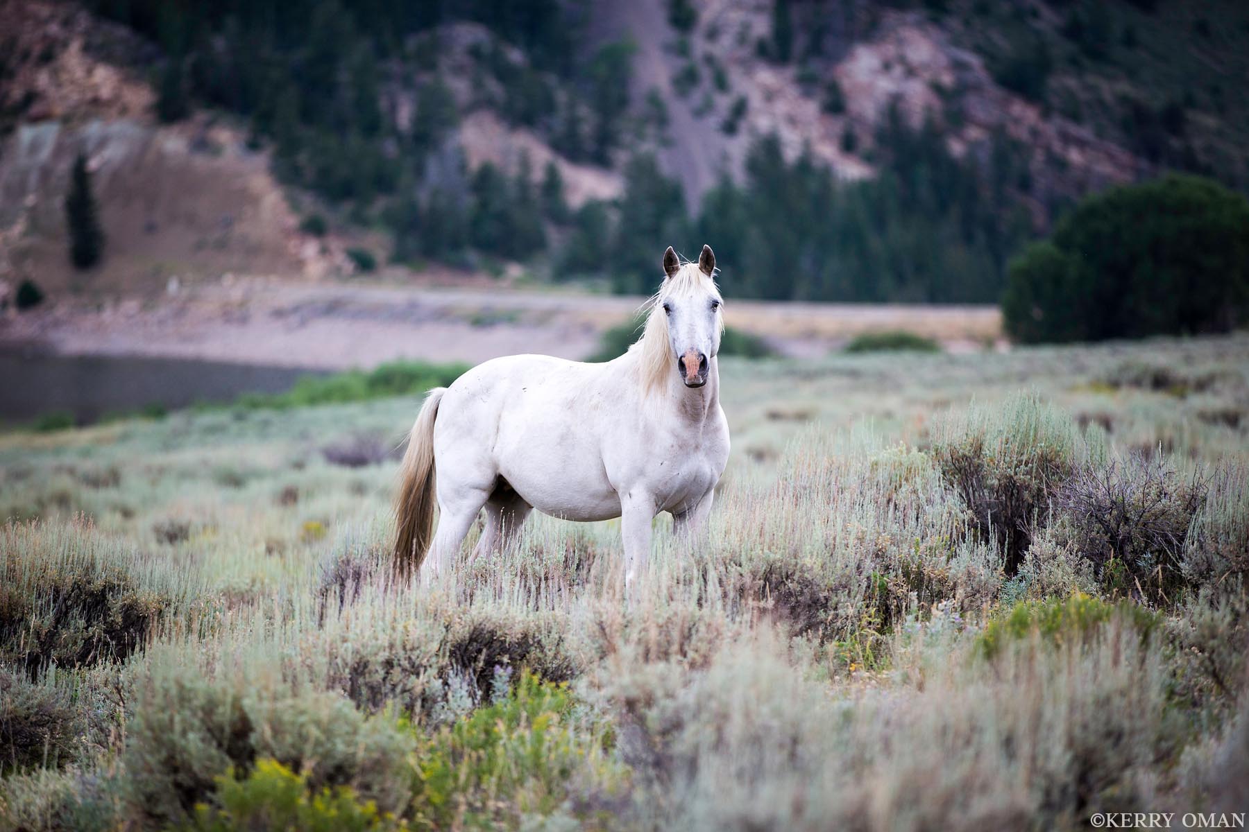 White Horse at Moon Lake A white horse stands alert among the sagebrush near Moon Lake, Utah, its presence luminous against the muted tones of the high...