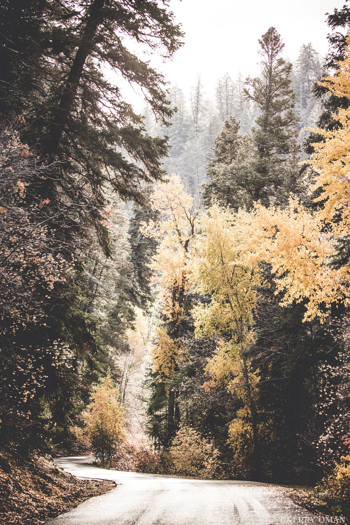 October Descent A narrow mountain road winds through a forest of tall evergreens and fading aspens, their golden leaves touched by the season...