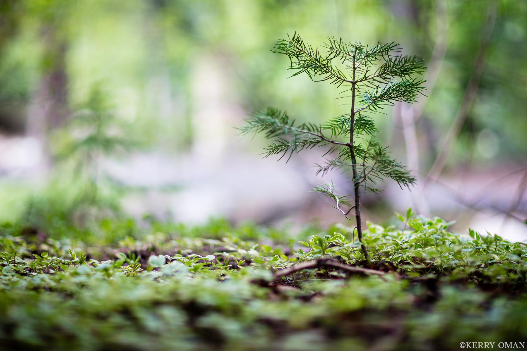 New Growth A single young fir rises from the forest floor, surrounded by soft green undergrowth and dappled mountain light. Still small...