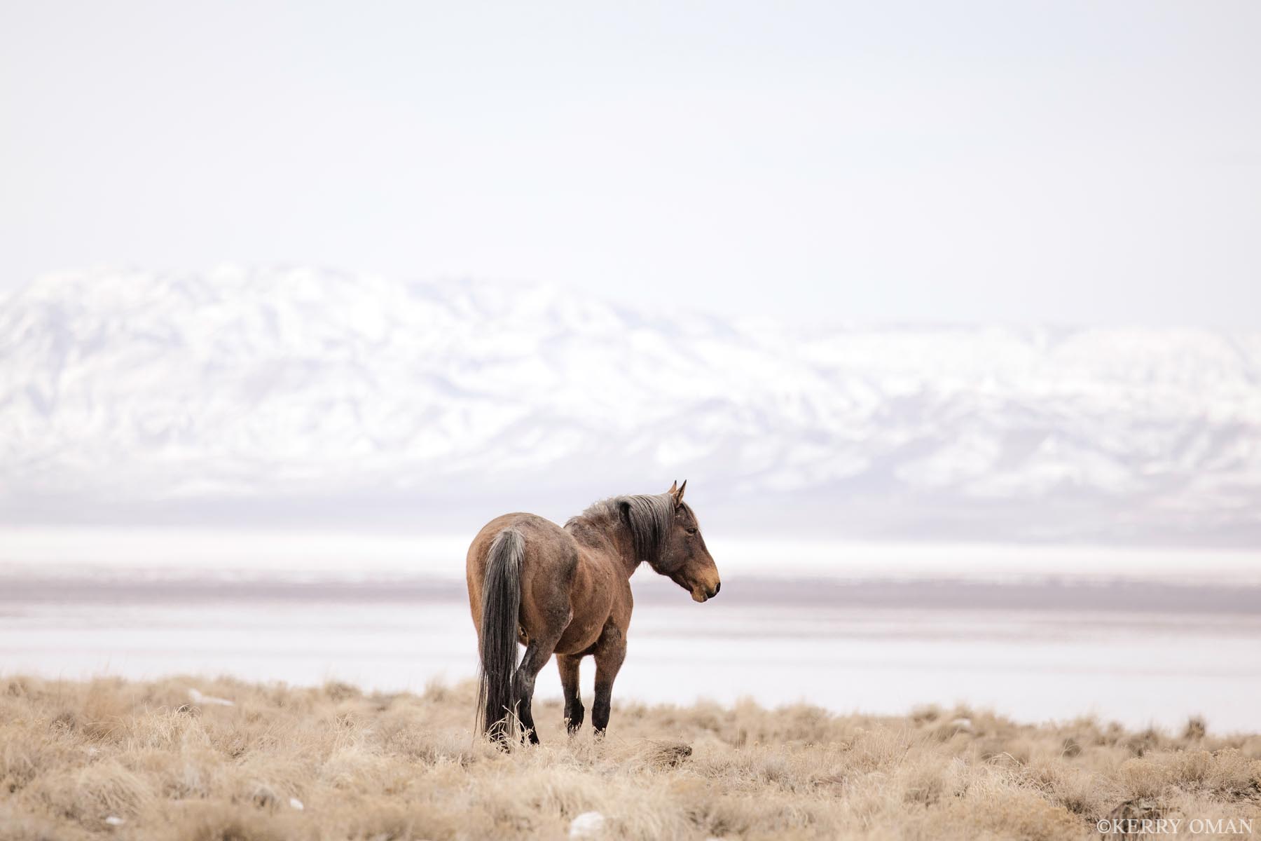 Last Look A solitary Onaqui wild horse pauses on the snow-covered floor of Utah’s west desert, framed by distant mountain ridges...