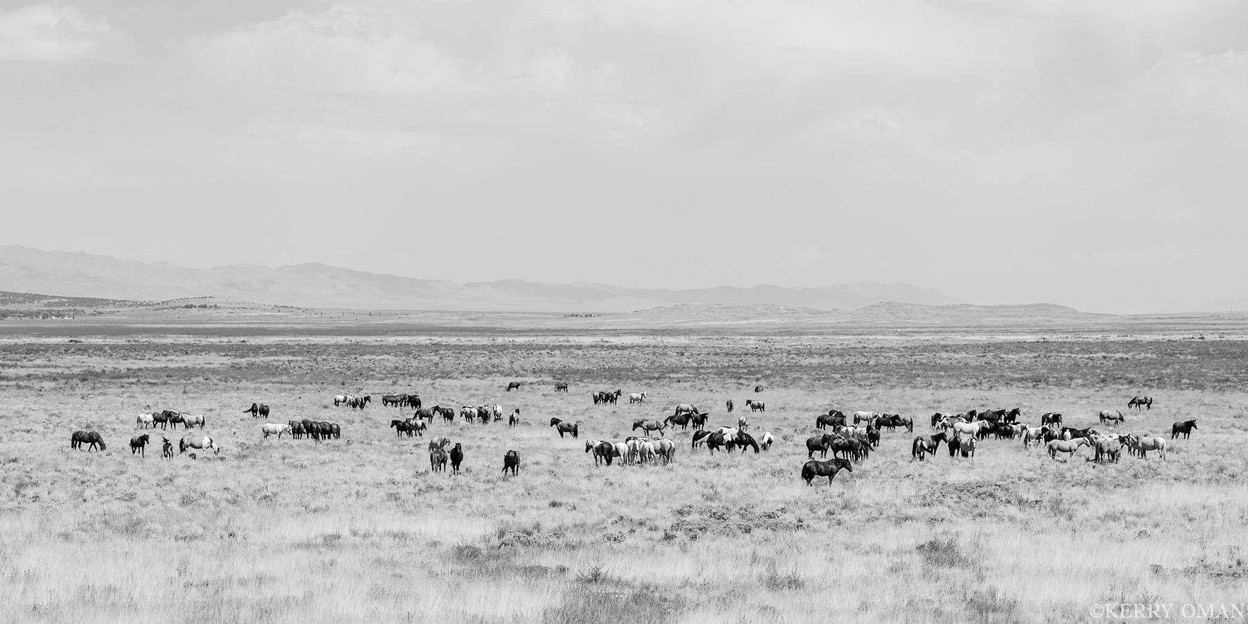 Gathering of the Onaqui – Utah’s West Desert Herd A wide view of the Onaqui wild horses spread across the open plains of Utah’s west desert. In this black-and-white composition...