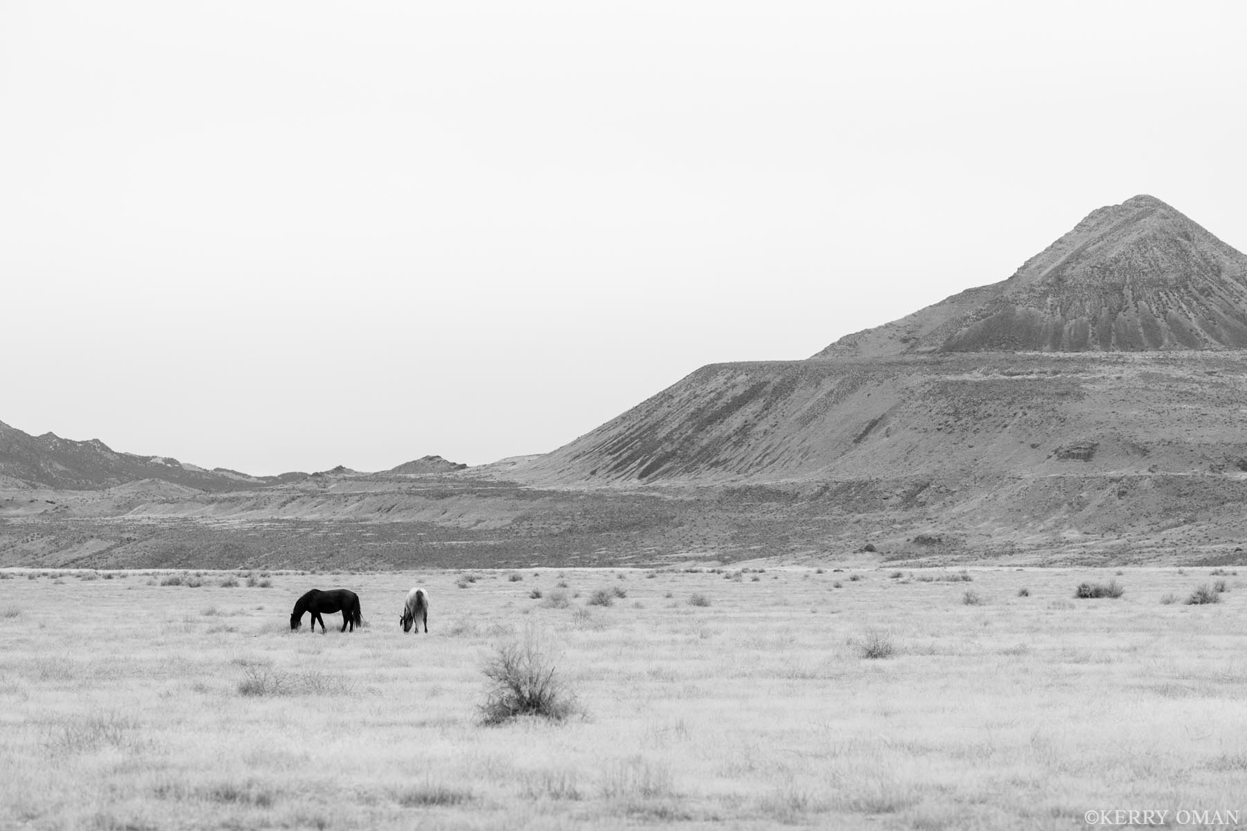Wide Silence Two Onaqui wild horses graze quietly beneath the wide, open skies of Utah’s west desert. Dwarfed by the surrounding landscape...