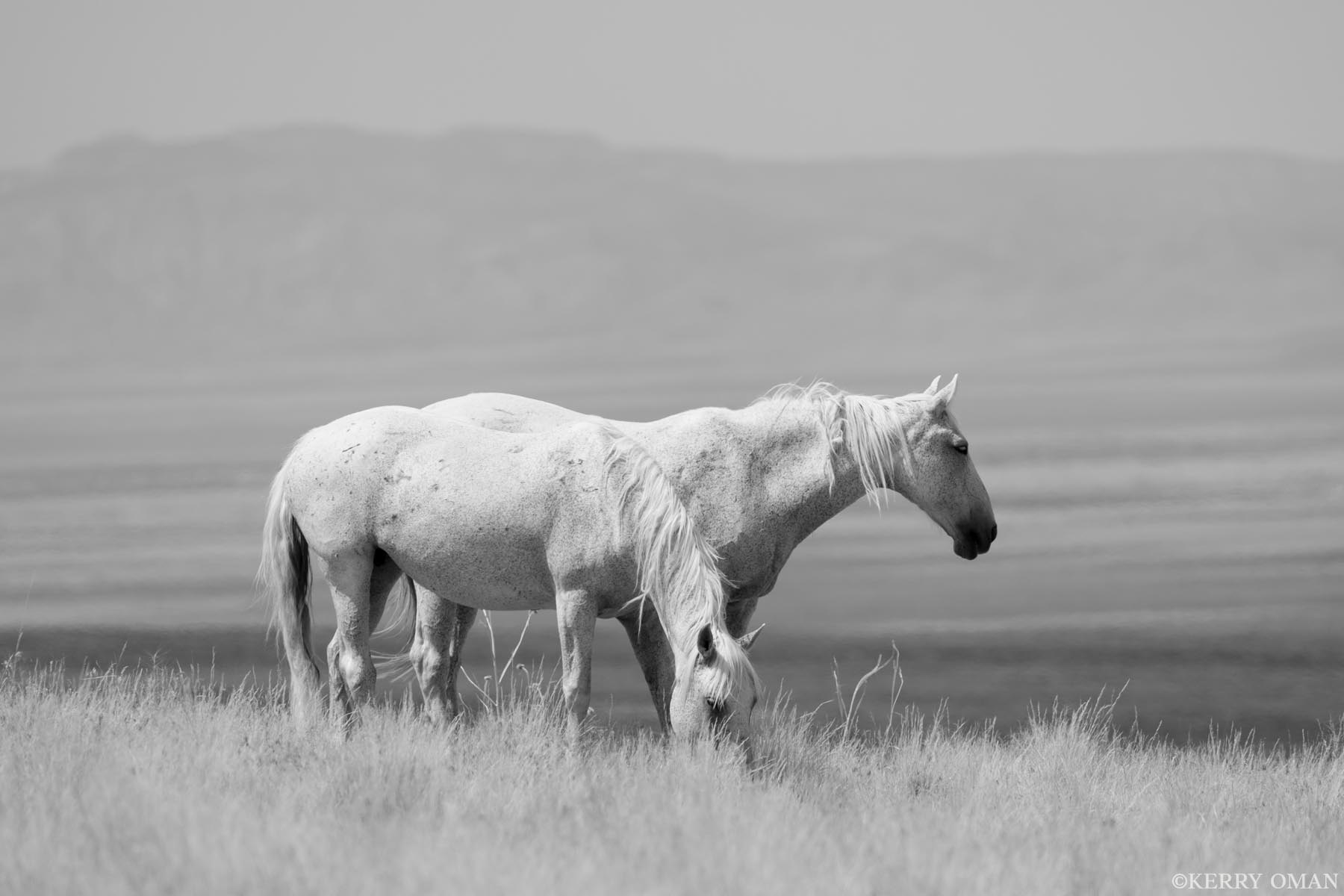 Silver Silence – Onaqui Wild Horses at Rest Two Onaqui wild horses stand quietly in the open range of Utah’s west desert, their pale coats glowing against the distant...
