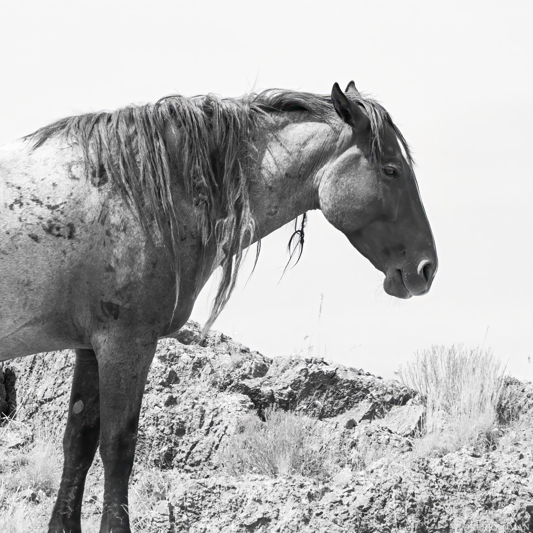 Edge of the Rise An Onaqui wild stallion stands quietly along a rocky rise in Utah’s west desert, his coat dusted with the marks of the...