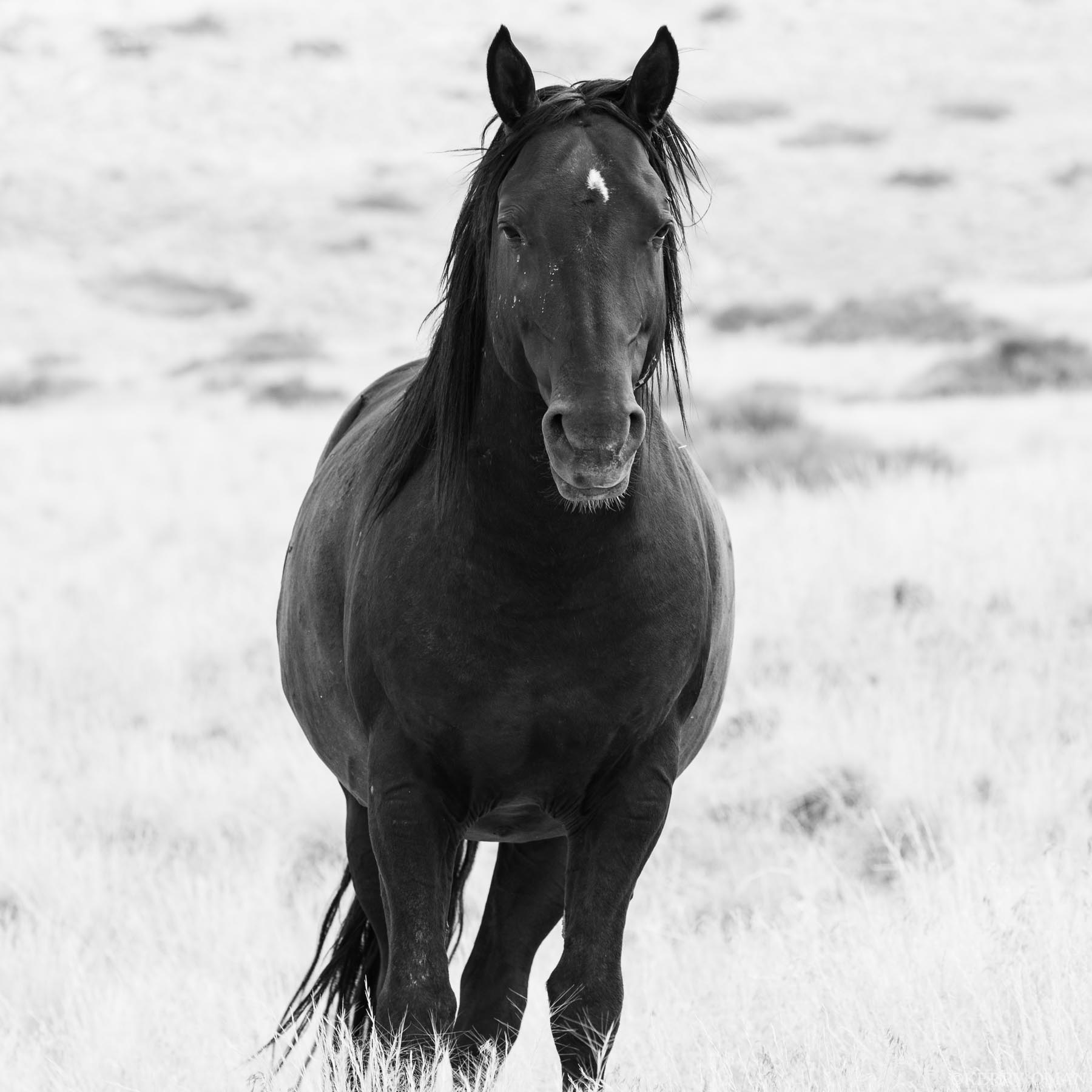 Black Stallion of the Dunes This Onaqui wild stallion stands alone in the pale grasslands of Utah’s west desert. Broad-shouldered and watchful, his...