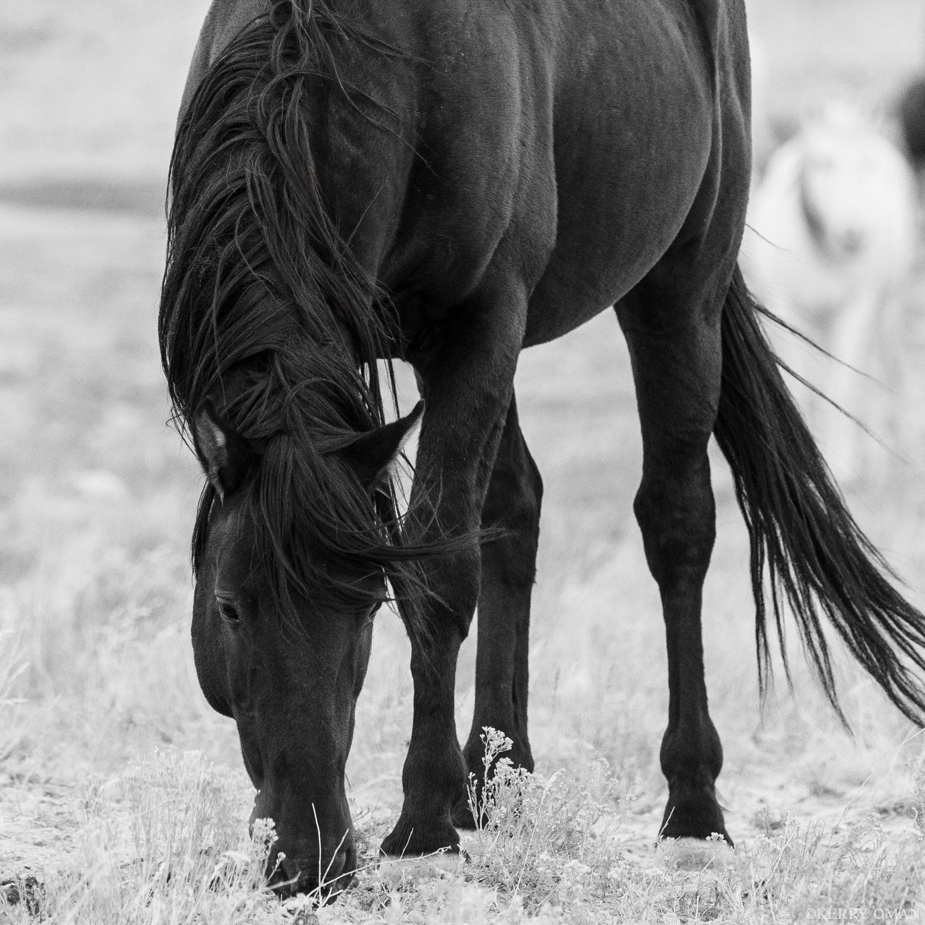 Among the Sage With head lowered and mane cascading forward, an Onaqui wild horse grazes quietly among desert sage in Utah’s west desert...