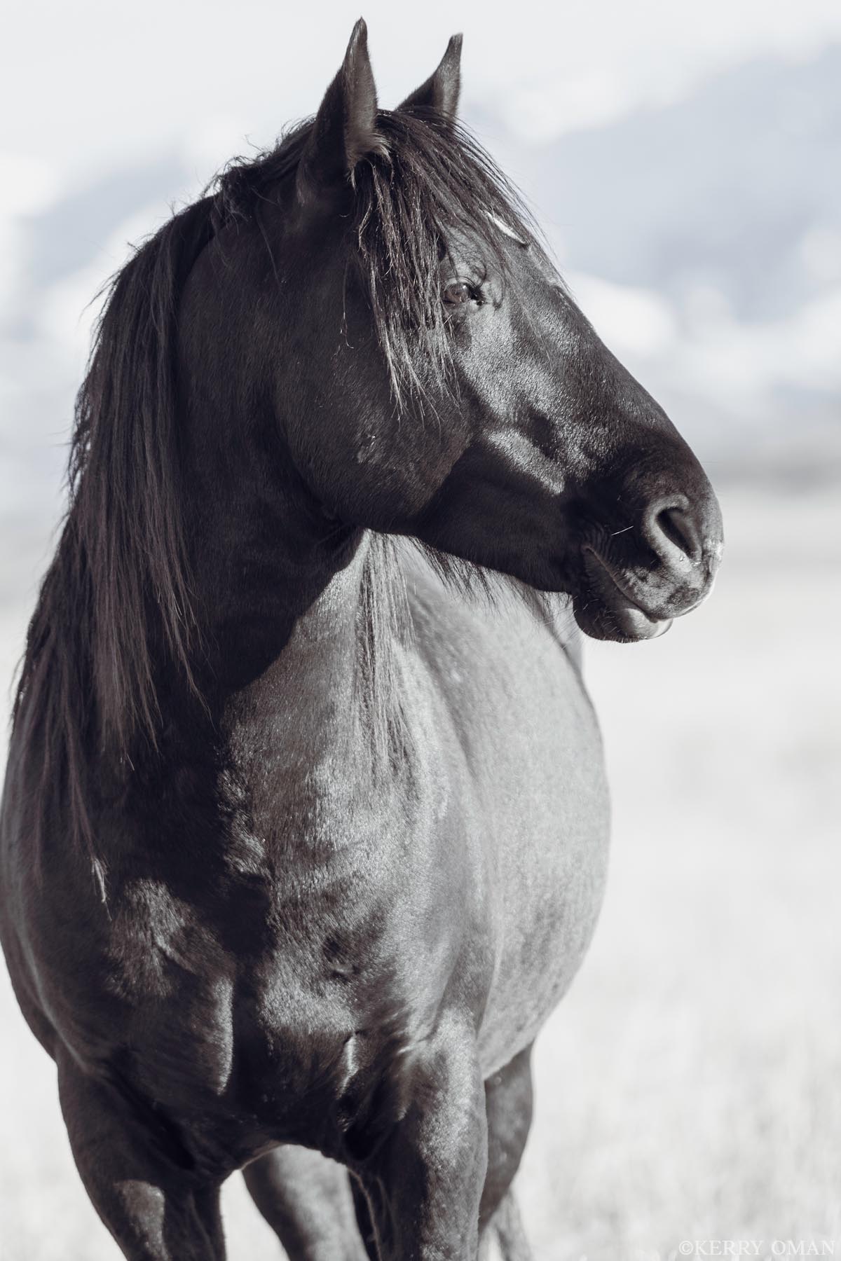 Shadow of the Range With a coat as dark as volcanic rock and eyes fixed on something unseen, this wild Onaqui stallion stands like a sentinel of...