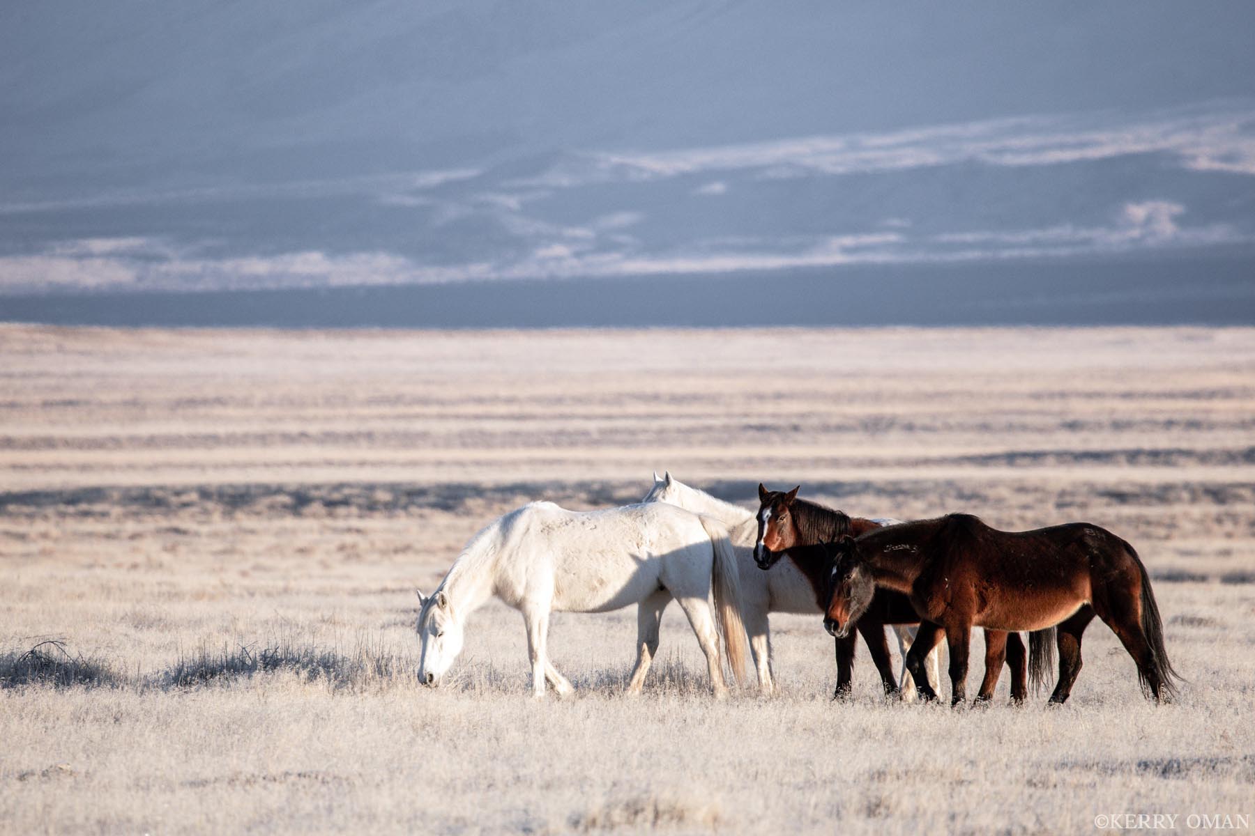Gathered in the Light A small group of Onaqui wild horses gathers quietly on the winter range of Utah’s west desert, the soft morning light stretching...