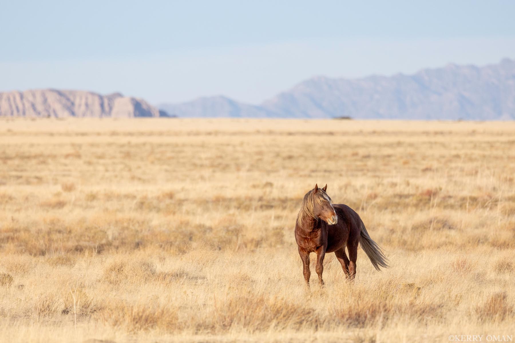 Solitary Watch Amid the vast expanse of Utah’s west desert, a lone wild horse stands alert beneath a pale sky, his windswept mane catching...