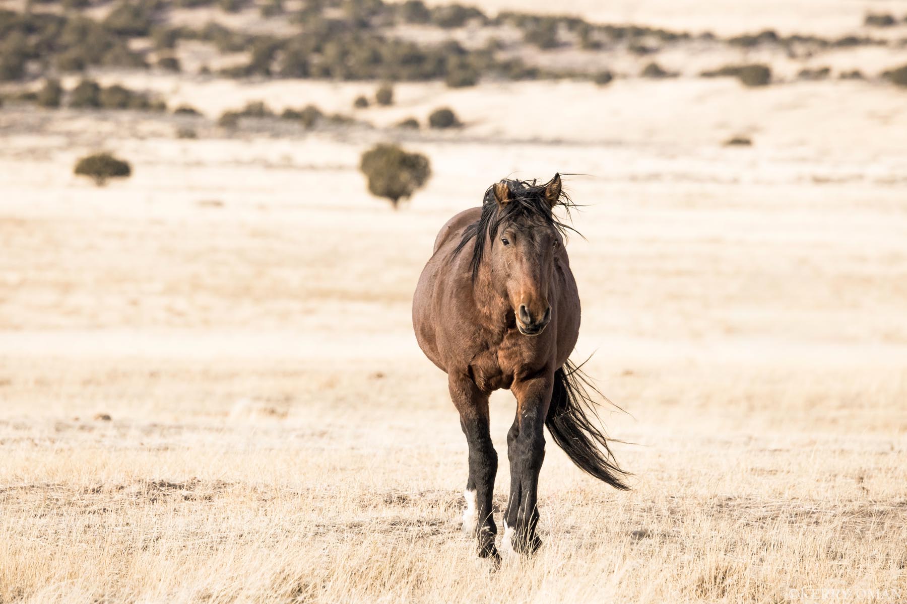 Steady Approach A wild horse moves with purpose across the golden expanse of Utah’s west desert. Its sturdy build and confident stance...
