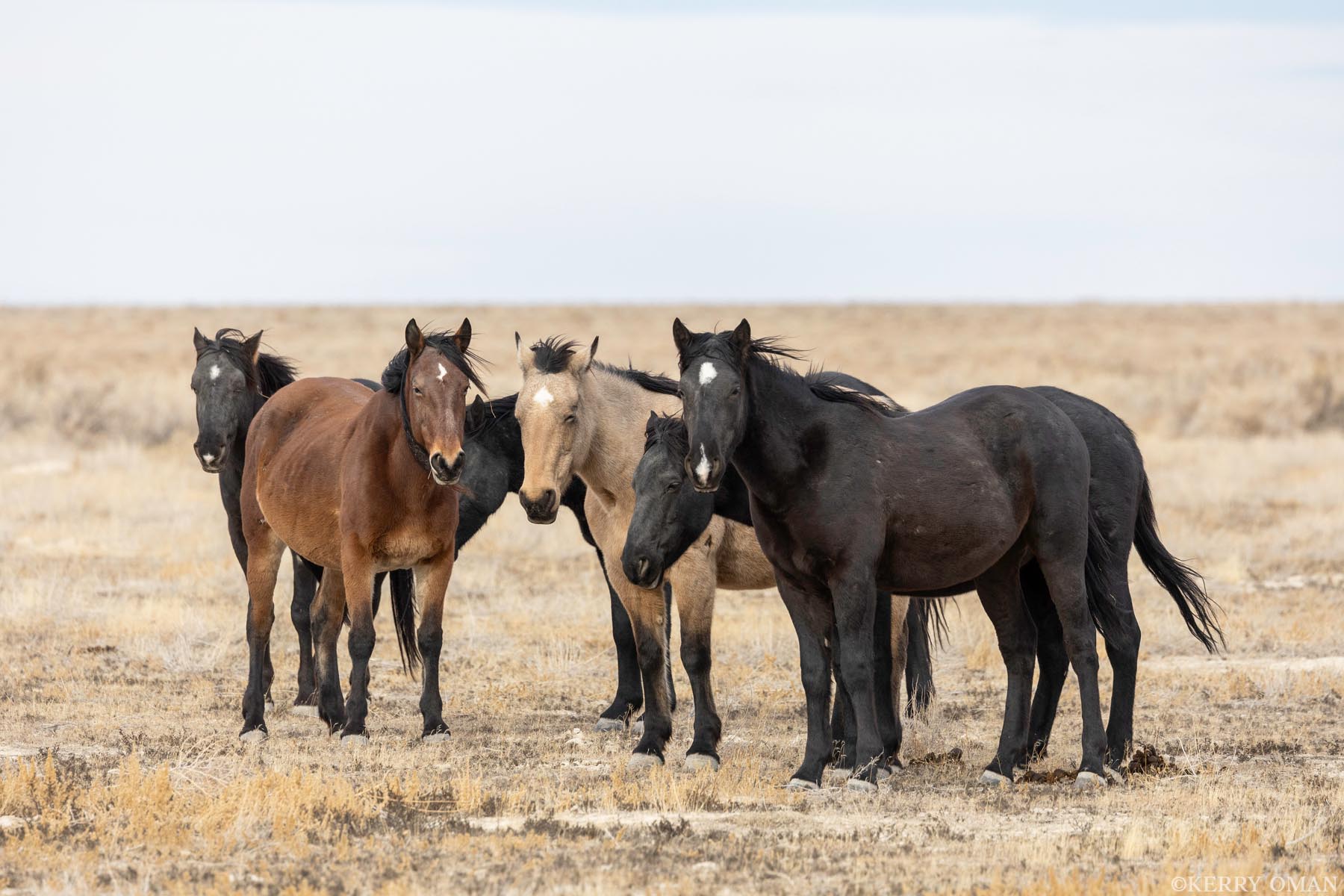 Desert Serenity: Onaqui Wild Horses A small group of wild horses stands united in the open Utah desert. With their striking coats and alert expressions, they symbolize...