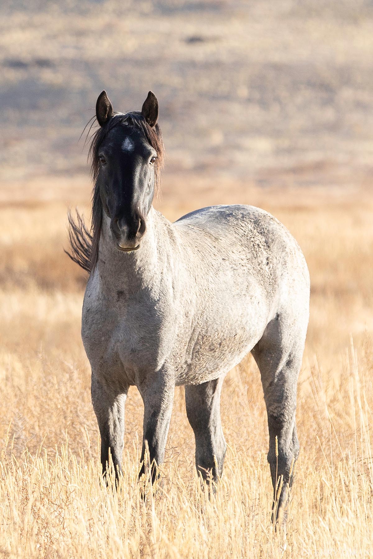 The Sentinel of Autumn Grass Standing tall amid the windswept gold of October, this wild Onaqui stallion watches with calm intensity. His dappled coat blends...
