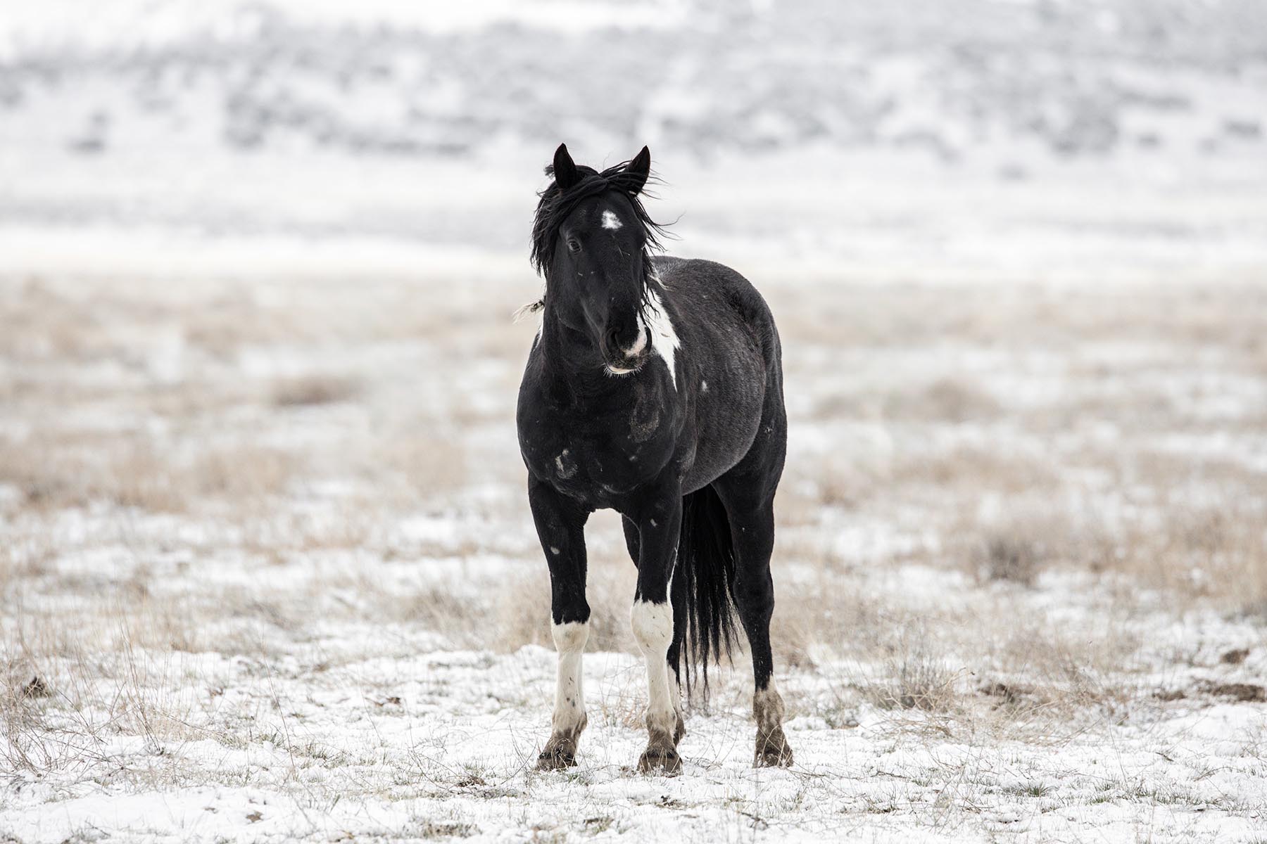 Guardian of the Plain A dark-coated Onaqui wild horse stands watchful against the snow-laced grasses of Utah’s west desert. His powerful frame...