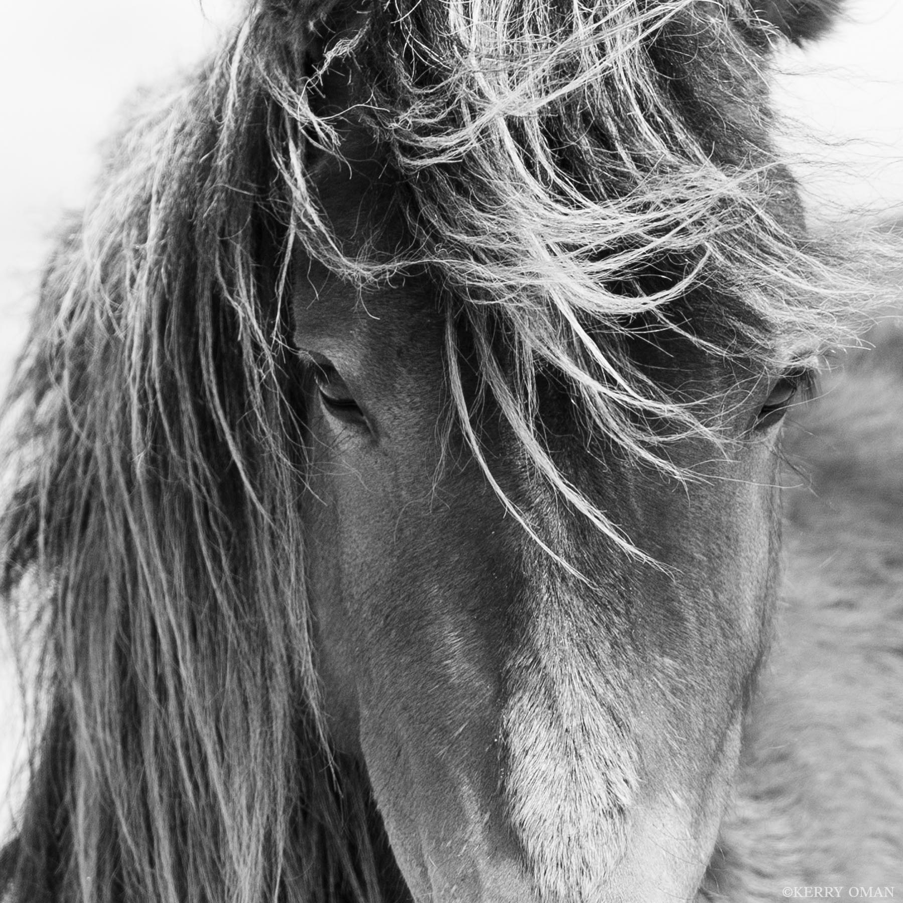 Eye of the Wind A wild horse stands still on Sable Island, its thick mane swept forward by the Atlantic breeze. In this close and intimate portrait...