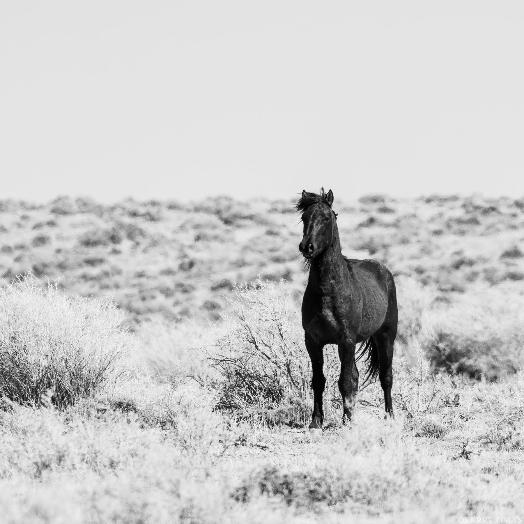 Sentinel of the Sage A dark-coated wild stallion stands watchful among the sagebrush of Wyoming’s Salt Wells Creek range. Framed in stark black...