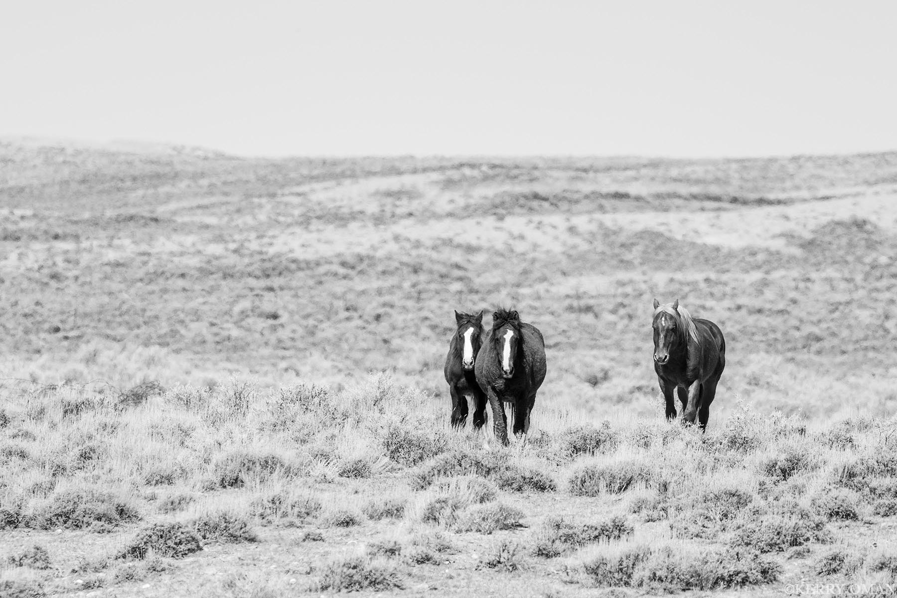 Approach in Silence Across the quiet plains of Salt Wells Creek, three wild horses move with deliberate calm. Their dark forms stand out in the desaturated...