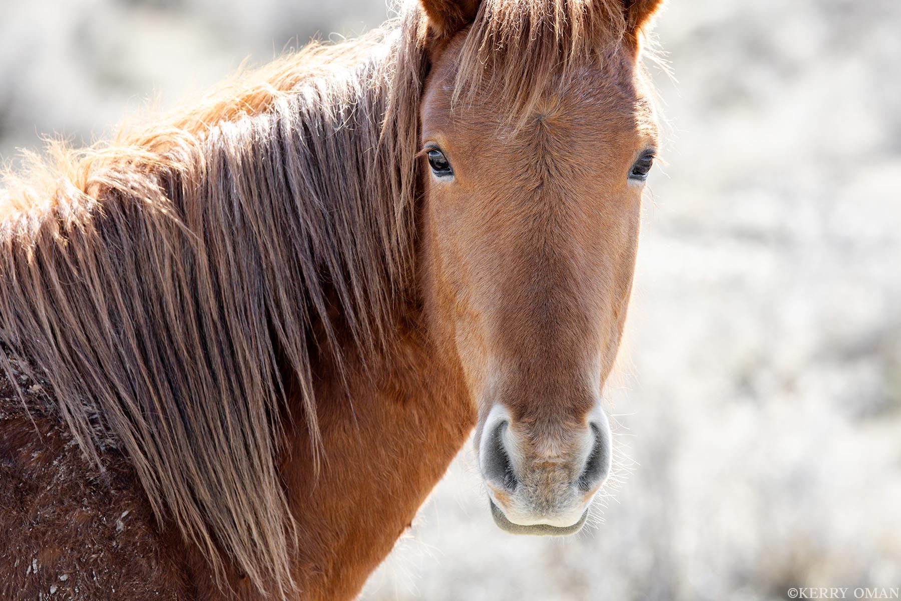 Desert Gaze Face to face with a wild horse of Salt Wells Creek, this image captures the calm intensity of a life lived beyond fences. The...