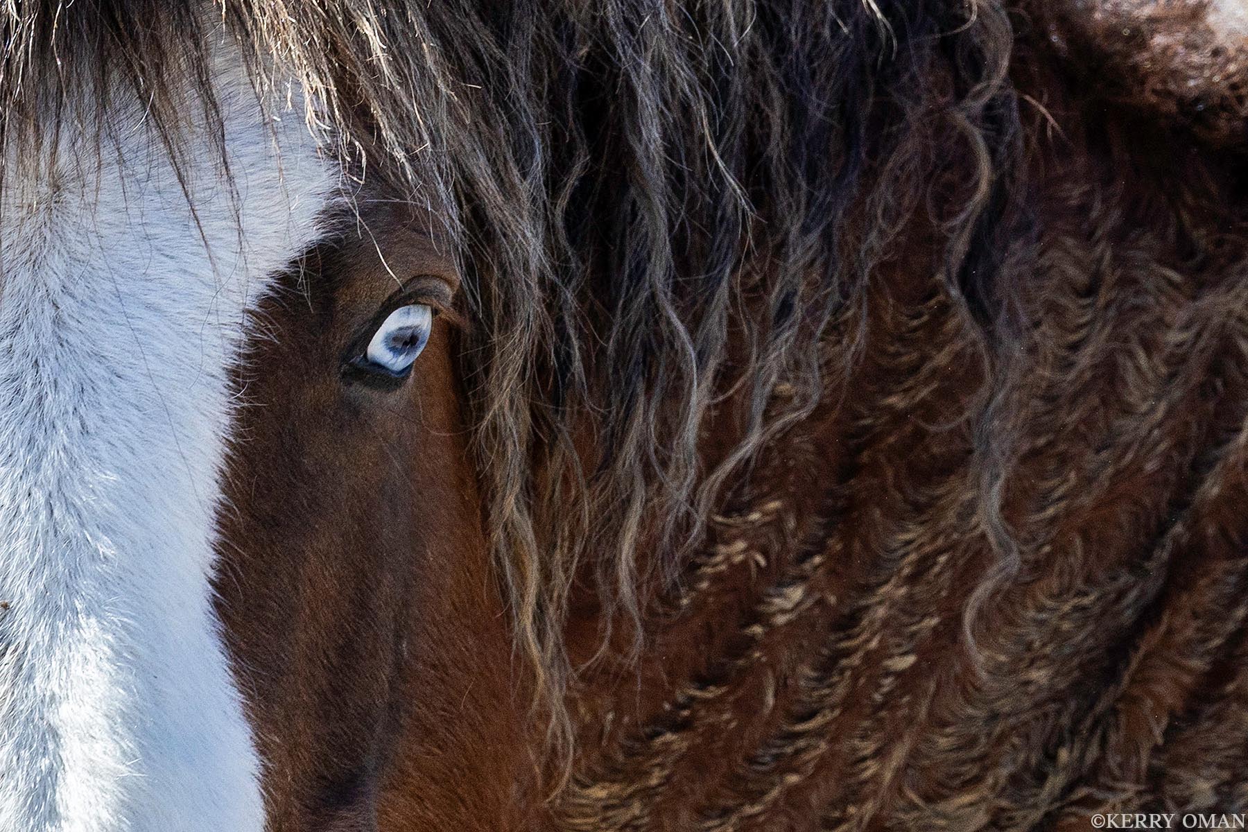 Eye of the Basin A striking close-up of a wild horse from Wyoming’s Salt Wells Creek herd reveals the rare texture of a curly coat and a...