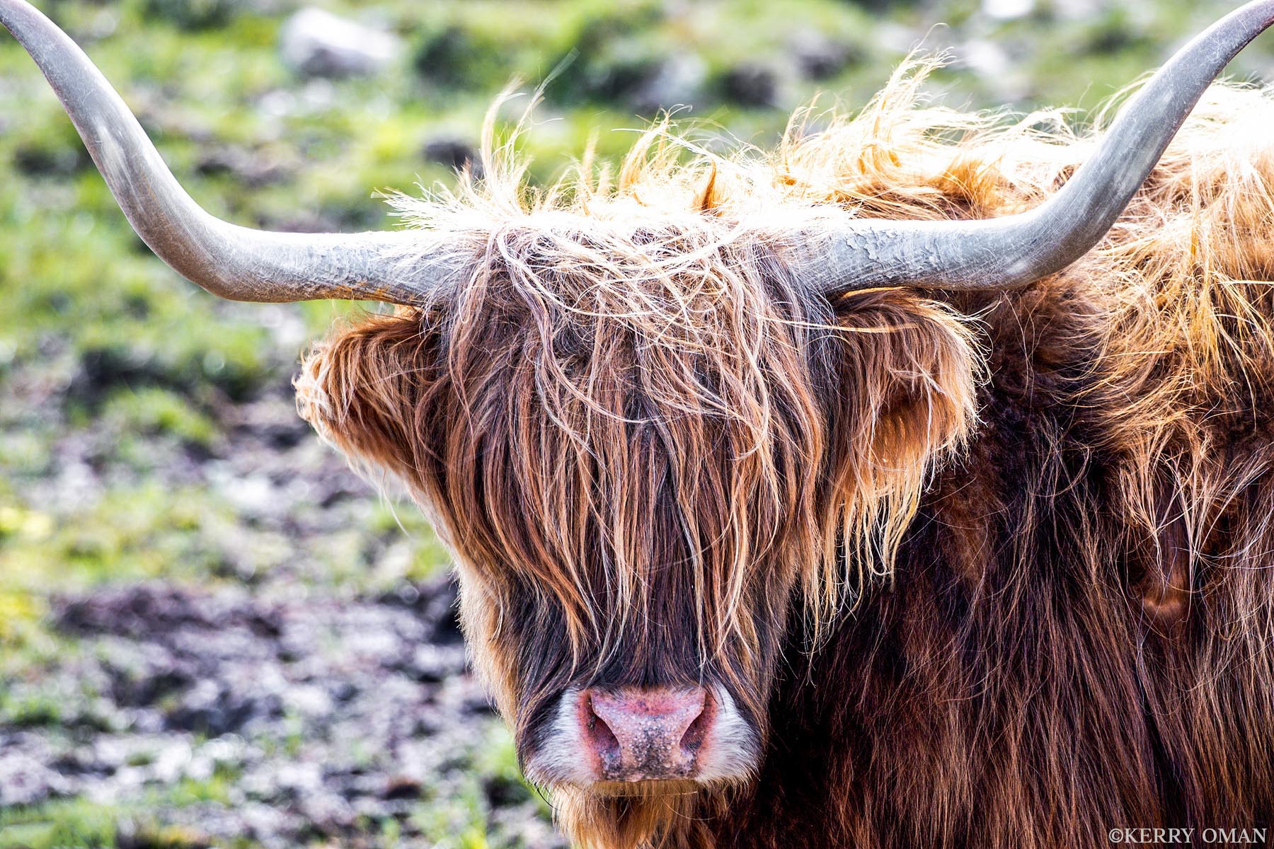 Face of the Highlands With its thick, sunlit coat and steadfast stare, this Highland cow stands as a living emblem of Scotland’s rugged beauty...