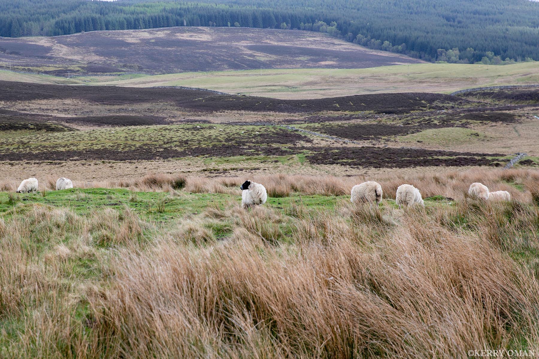Grazing the Highland Moor Sheep move quietly through the wind-swept grasses of the Scottish moor, their wool blending with the textures of the land. The...