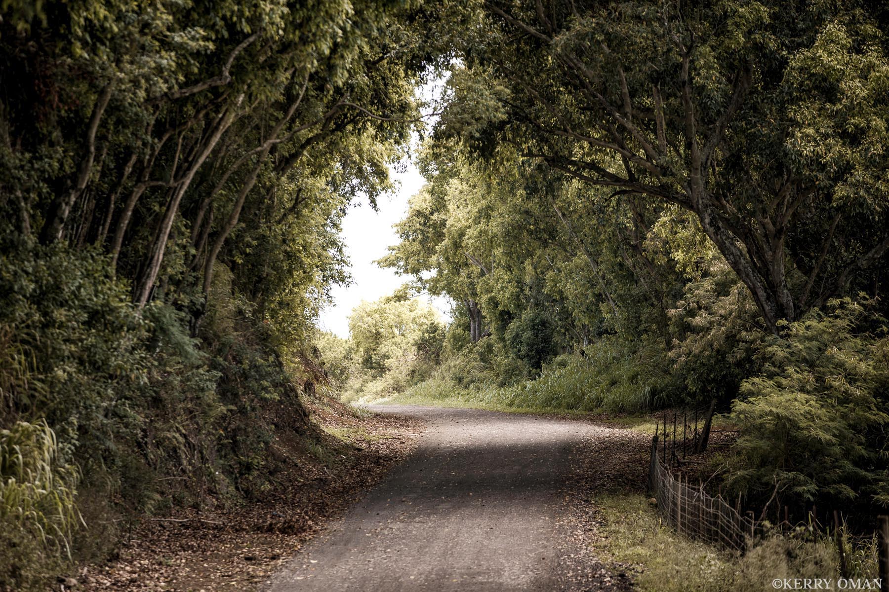 Hidden Tunnel, Kauai A dirt road curves gently beneath a dense canopy of tropical trees on the island of Kauai. Unlike the well-known Tree Tunnel...